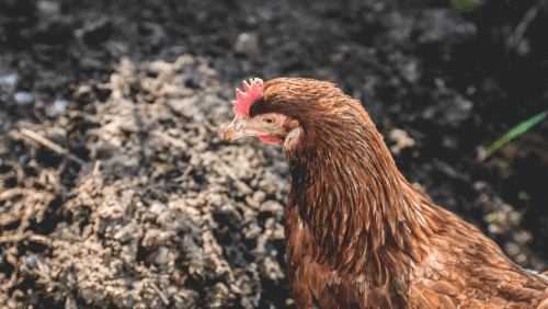 Cómo tratar el estreñimiento en gallinas