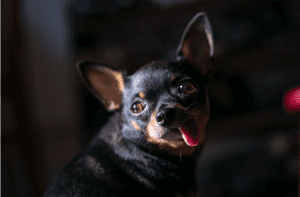 Perro con lengua de fuera