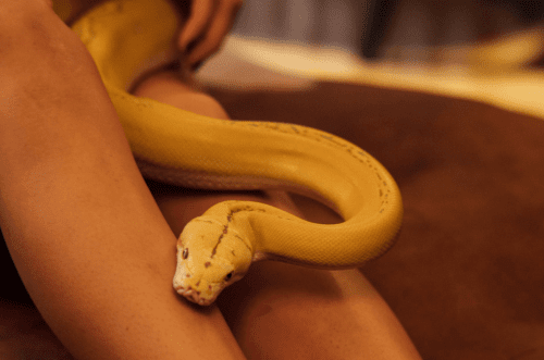 6 ventajas de tener una serpiente de mascota