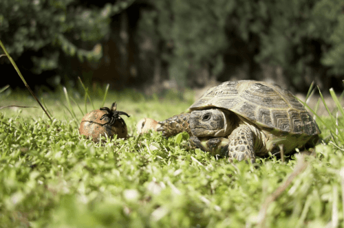 Cómo tratar el estreñimiento en tortugas