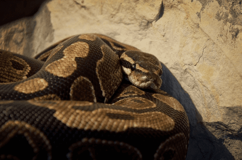 Cómo alimentar a una serpiente Pitón real