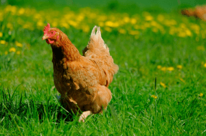 5 cosas que necesitan las gallinas para vivir
