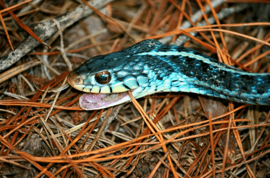 6 tipos de serpientes azules para curiosear