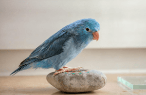 6 curiosidades de las aves como mascotas