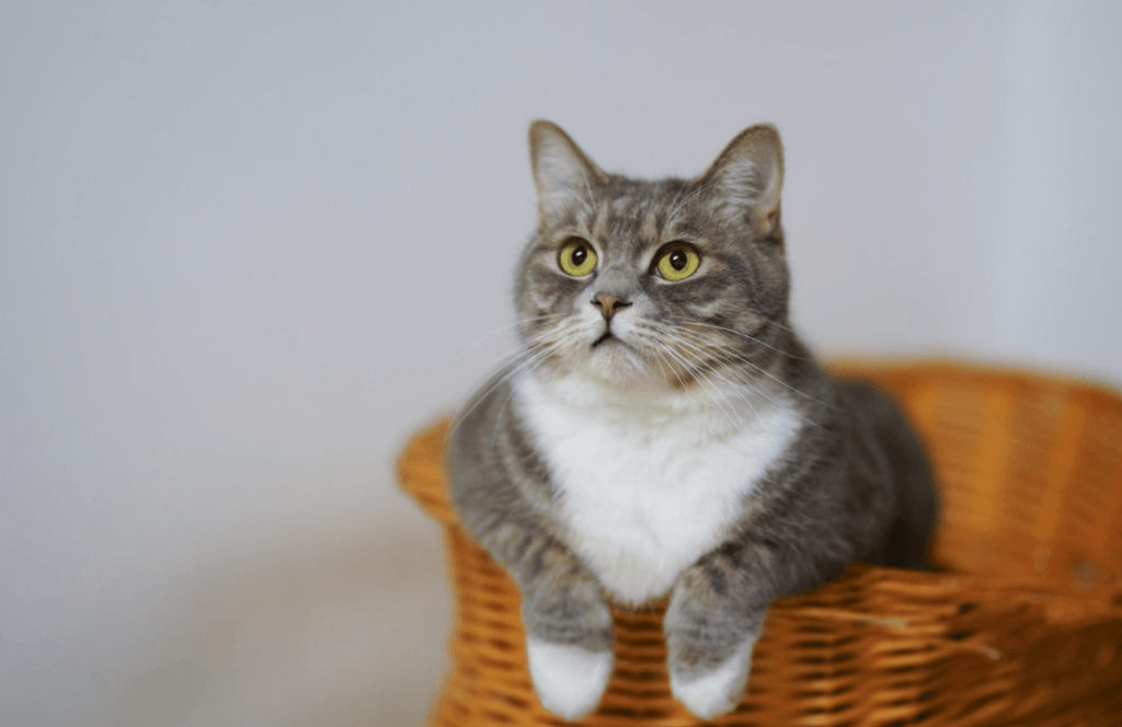 ¿Qué hacer si mi gato tiene los testículos hinchados?