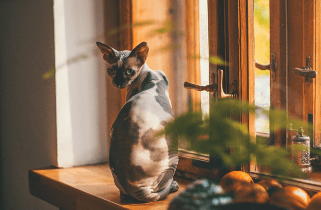 Partos de gatos: síntomas de alarma