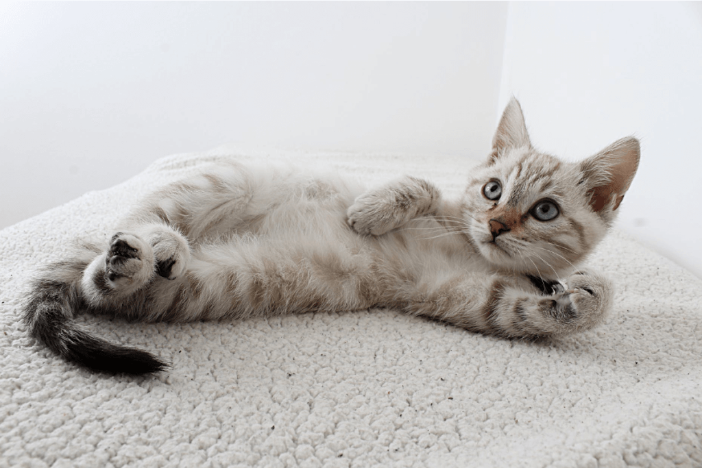 Practica yoga con tu gato ¡Los mejores beneficios!