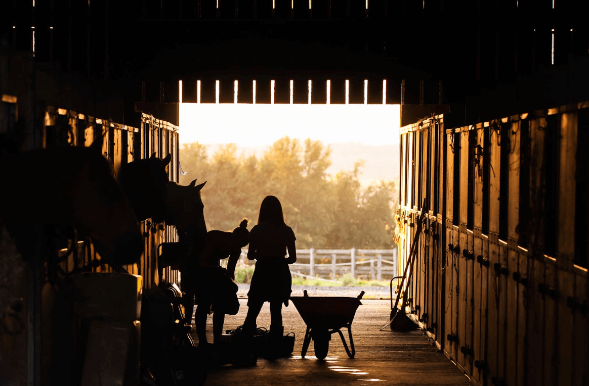 ¿Qué comen los caballos? Todo lo que debes saber