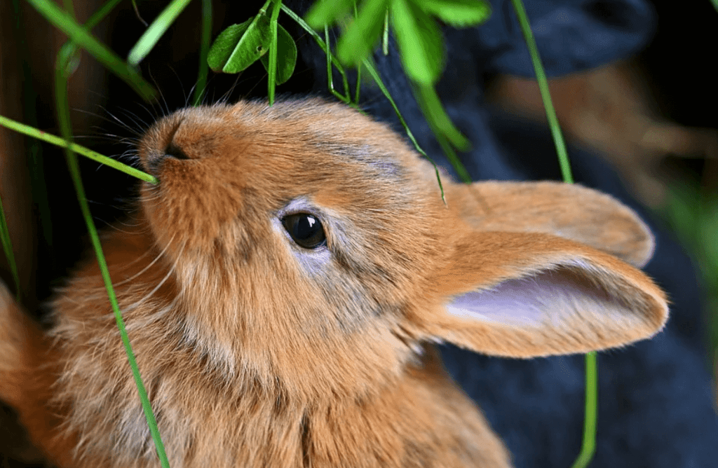 Qué hacer si mi conejo no quiere comer