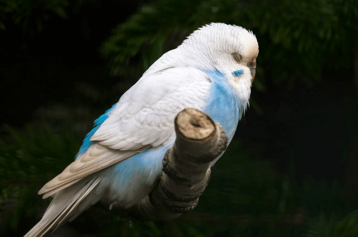 ¿Por qué mi pájaro no abre los ojos?