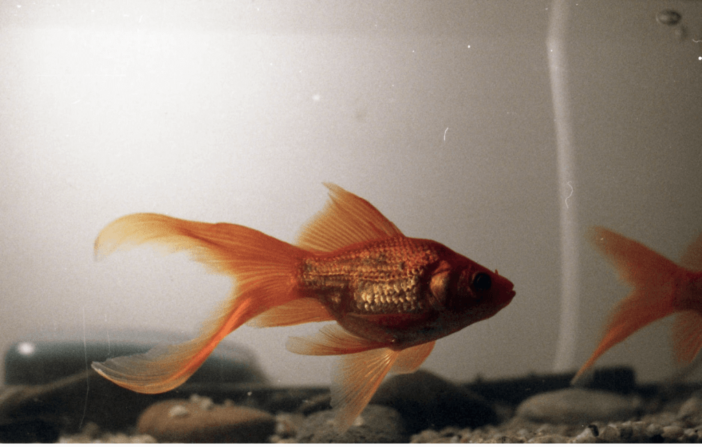6 remedios para eliminar los parásitos en peces