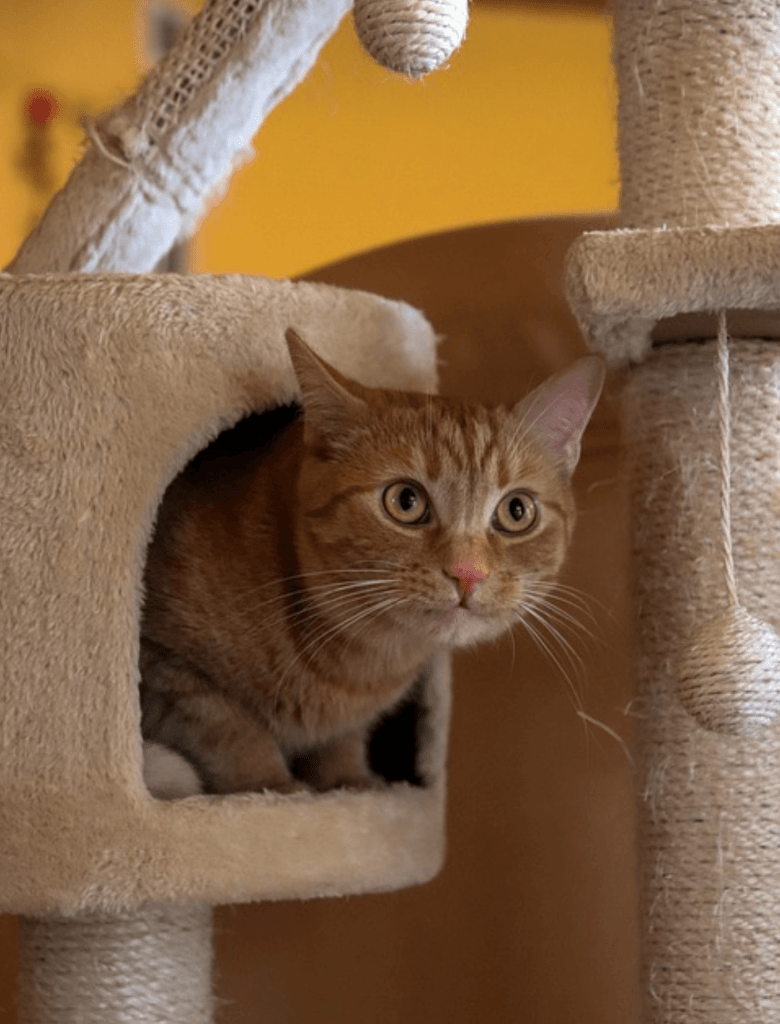 Gato en rascador