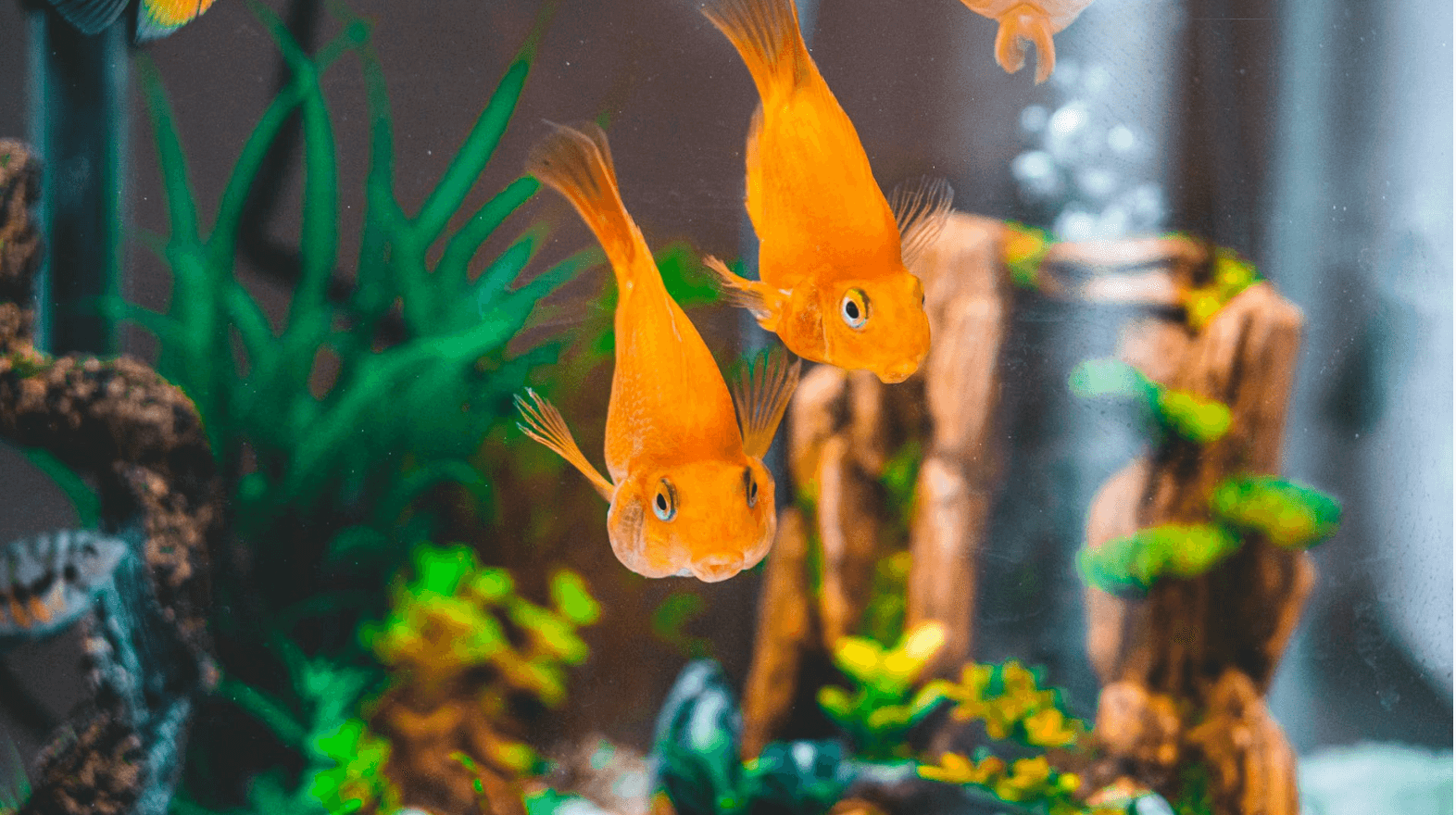 7 consejos para cuidar mejor a un pez dorado