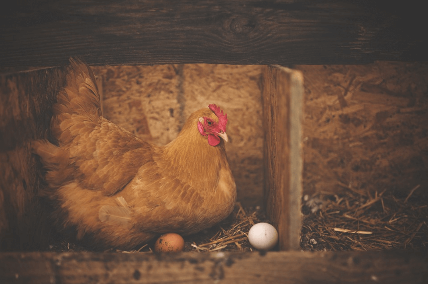 Gallina con huevos