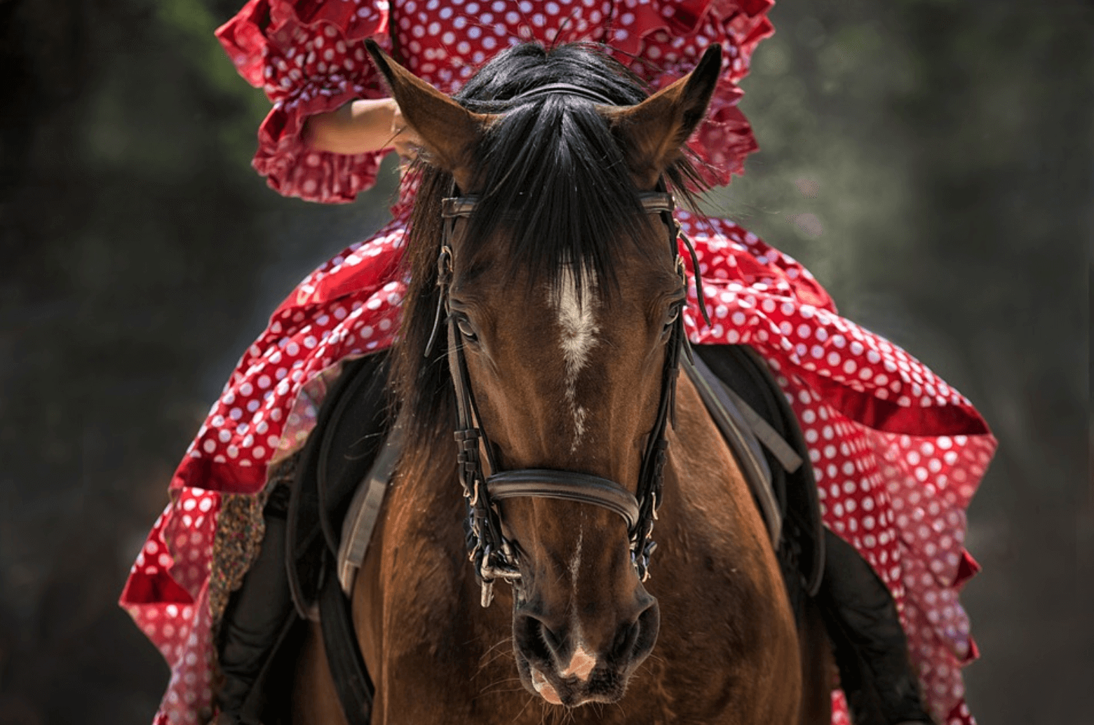 Caballo a carrera