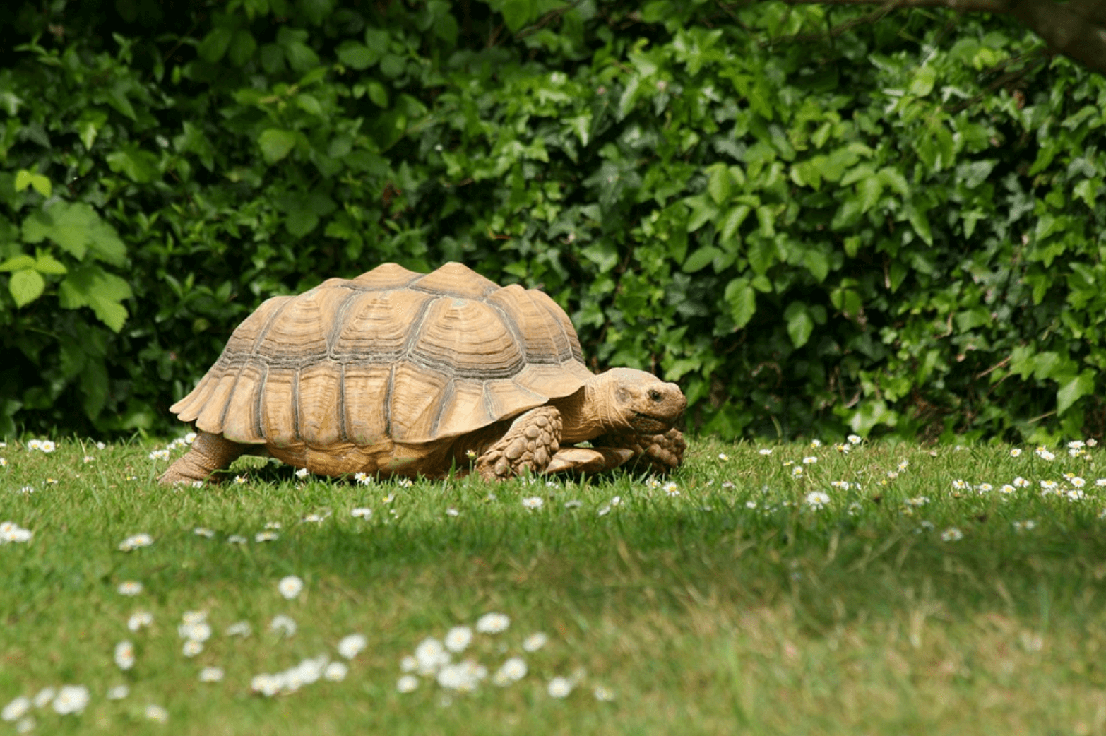 Enfermedades más comunes de las tortugas