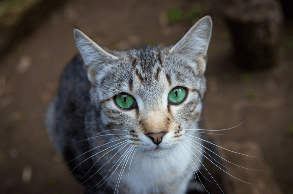 Gato con ojos verdes